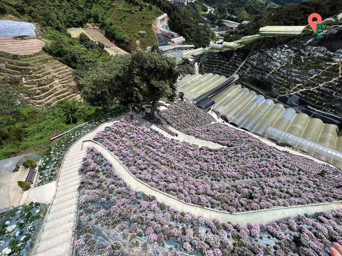 Aerial View Of Flora Hill At Cameron Highlands Flora Park