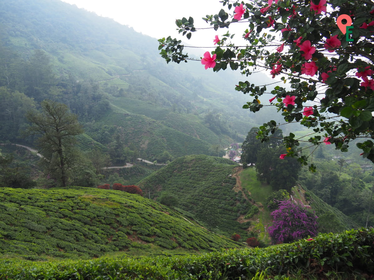 Another Angle Of BOH Tea Centre Habu