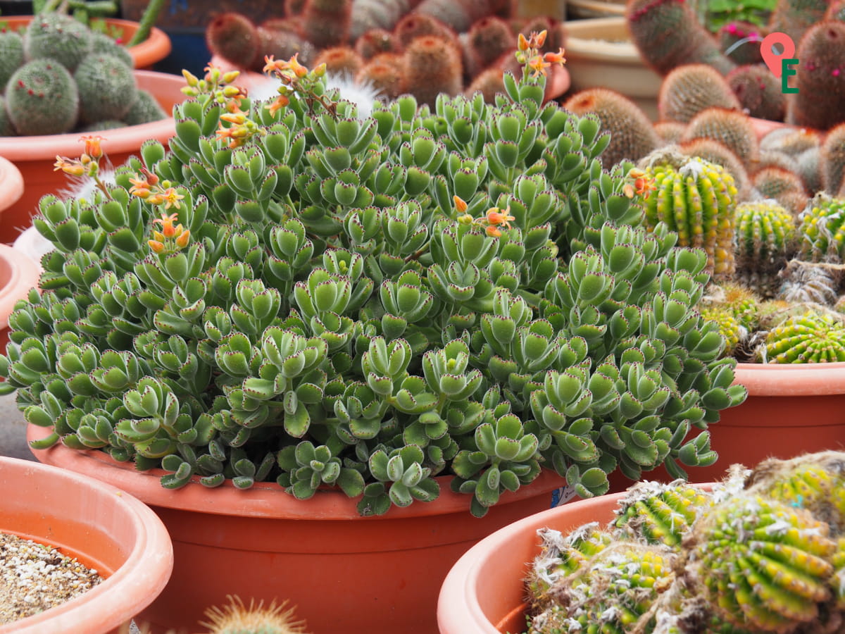 Bear's Paw Succulent (Cotyledon tomentosa) At Cactus Valley