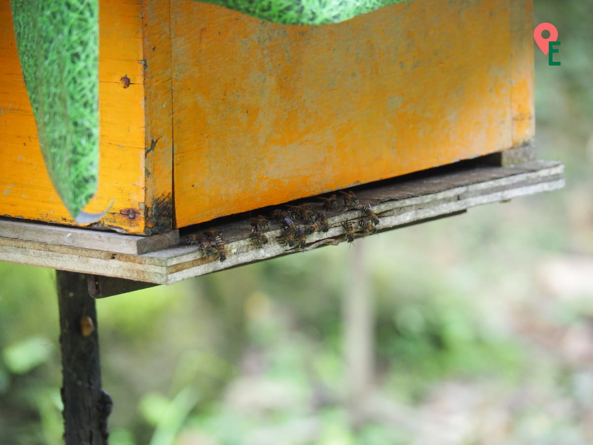 Bees At A Hive In Ee Feng Gu Bee Farm