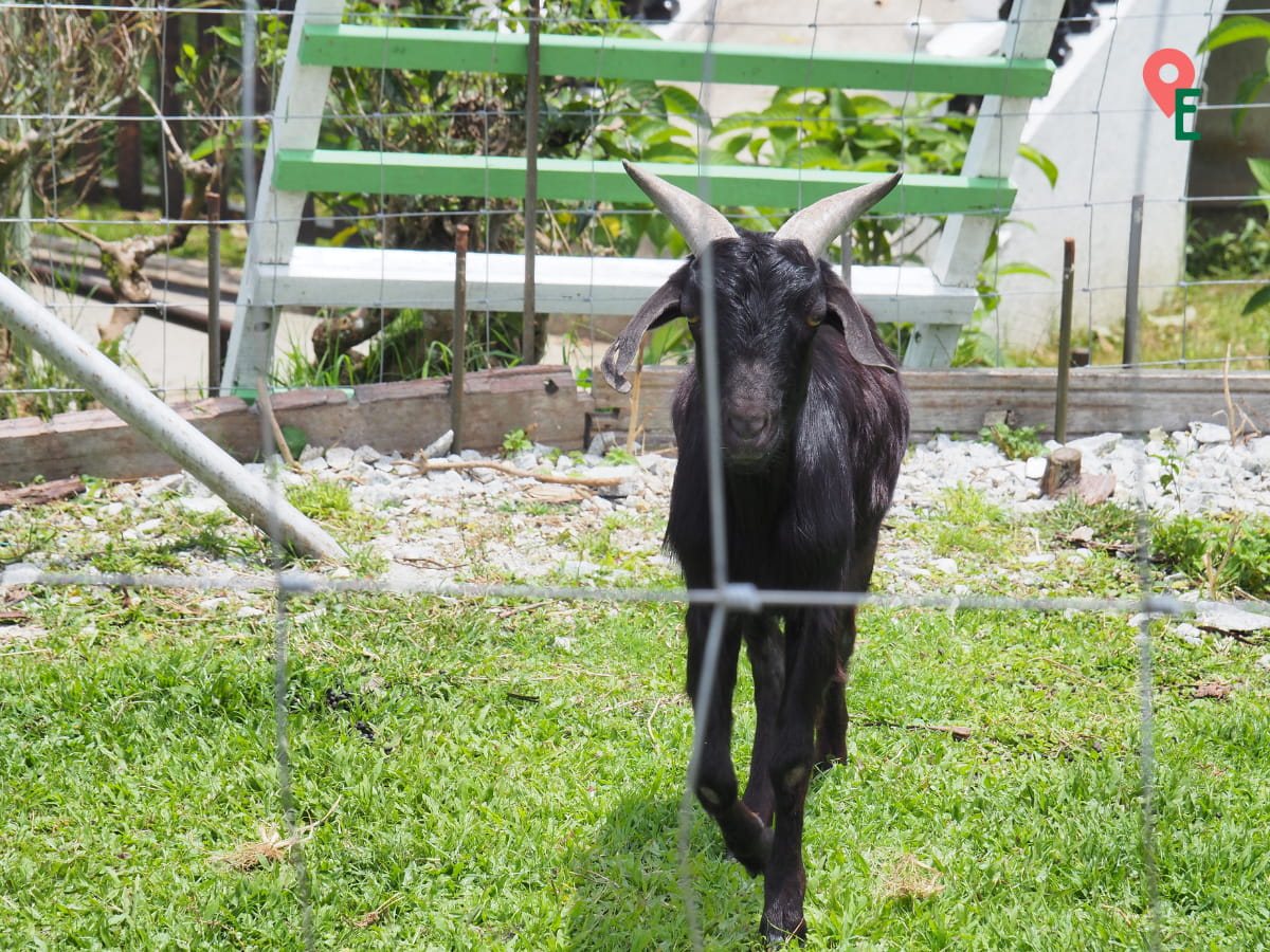 Black Goat At Agro Technology Park MARDI Cameron Highlands