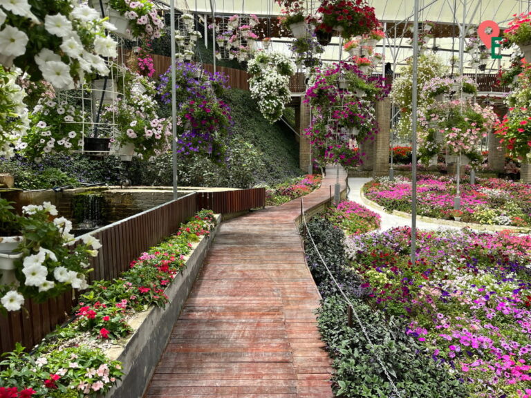 Boardwalk Through The Petunia Garden At Cameron Highlands Flora Park