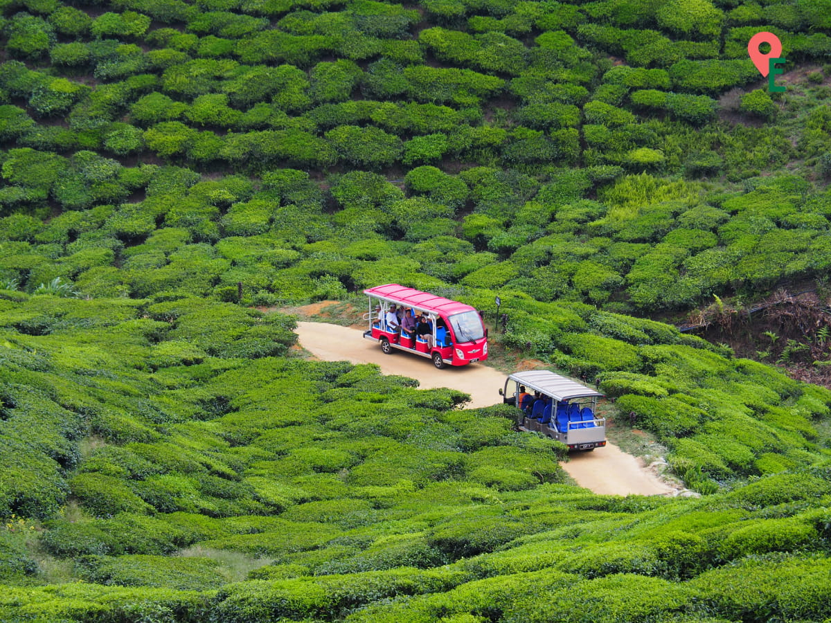 Buggy Service Is Available At Cameron Valley Tea House 2