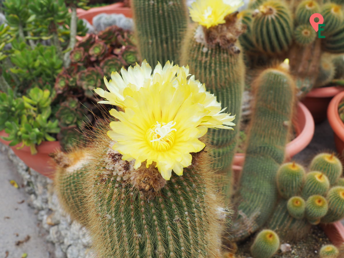 Cactus In Bloom At Cactus Valley