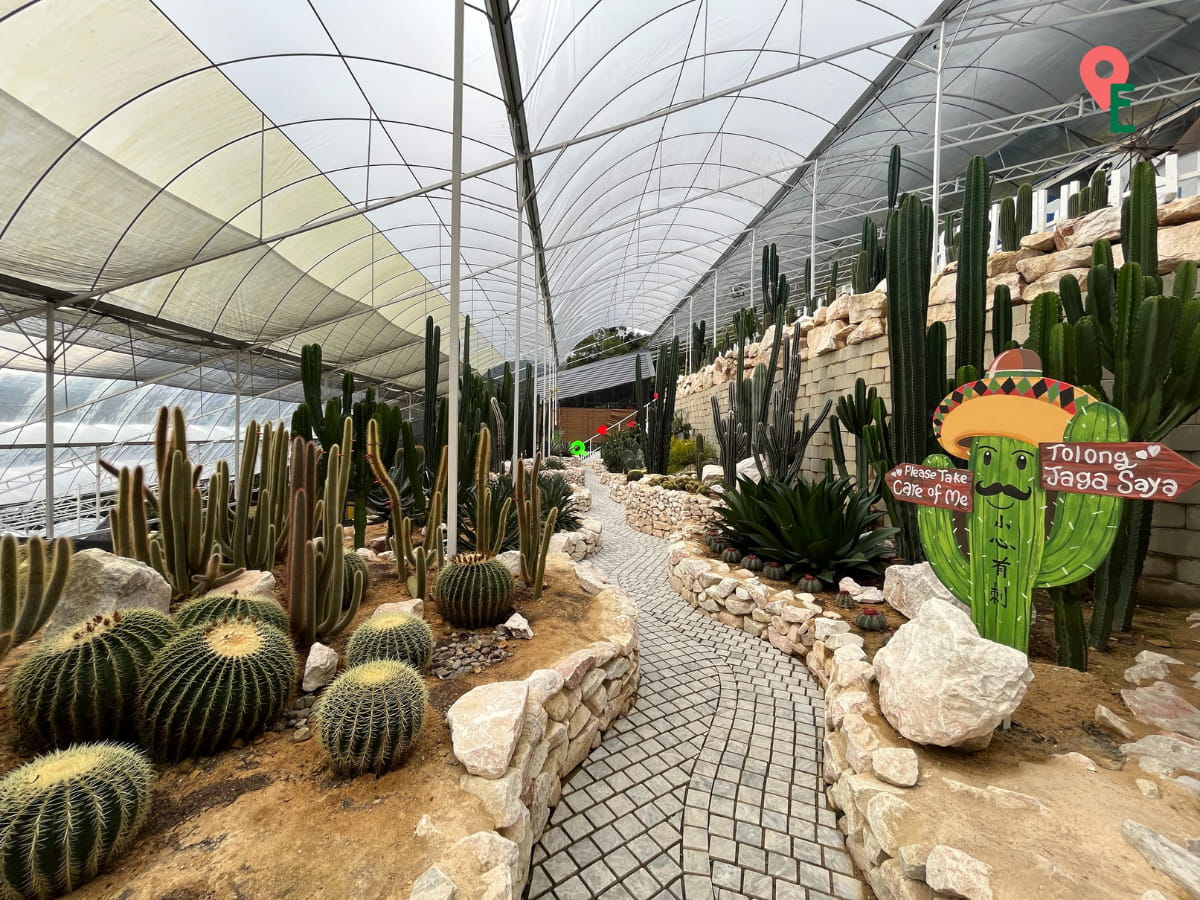 Cactus Section At Agro Market