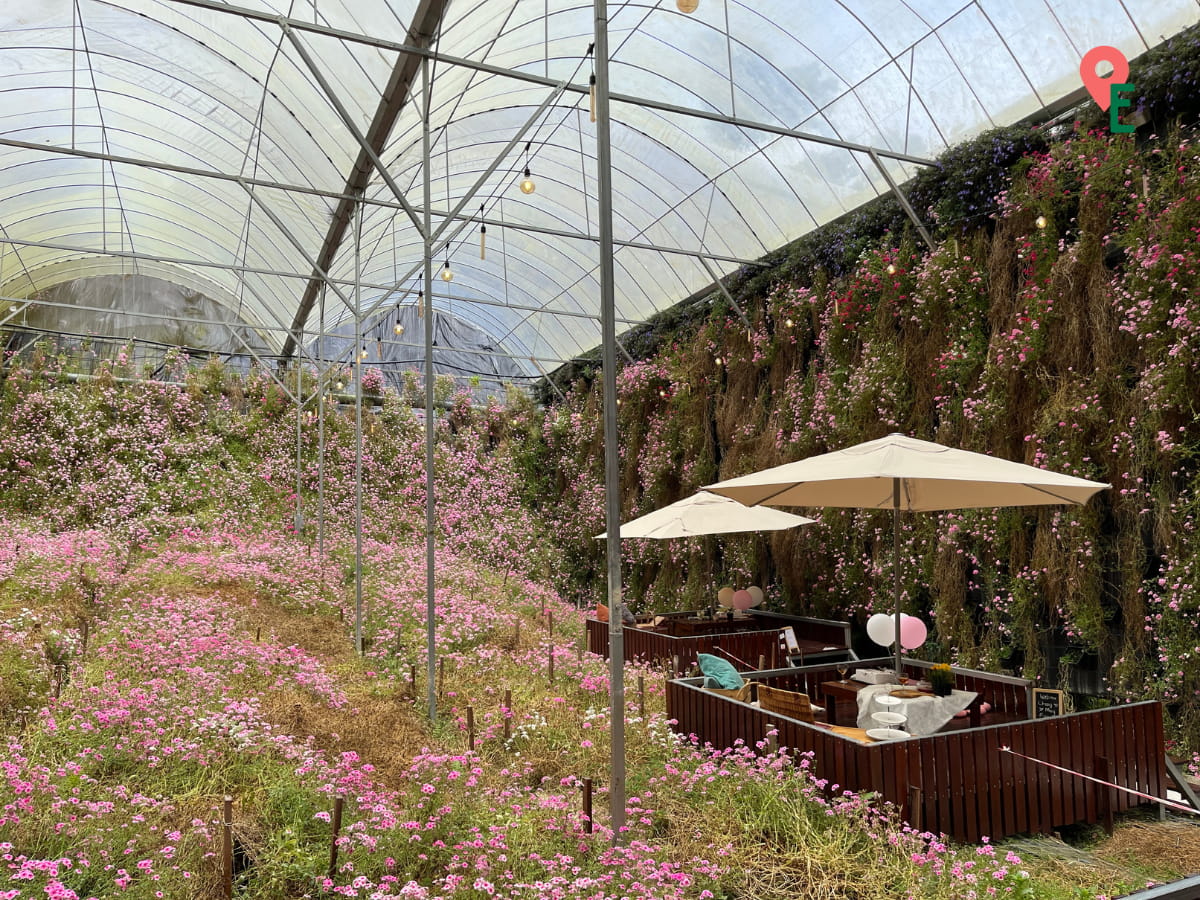 Cameron Sakura Garden At Cameron Highlands Flora Park