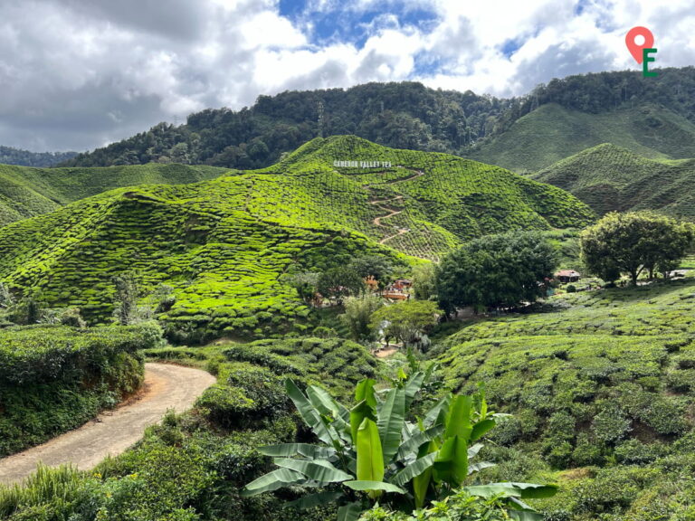 Cameron Valley Tea Plantation