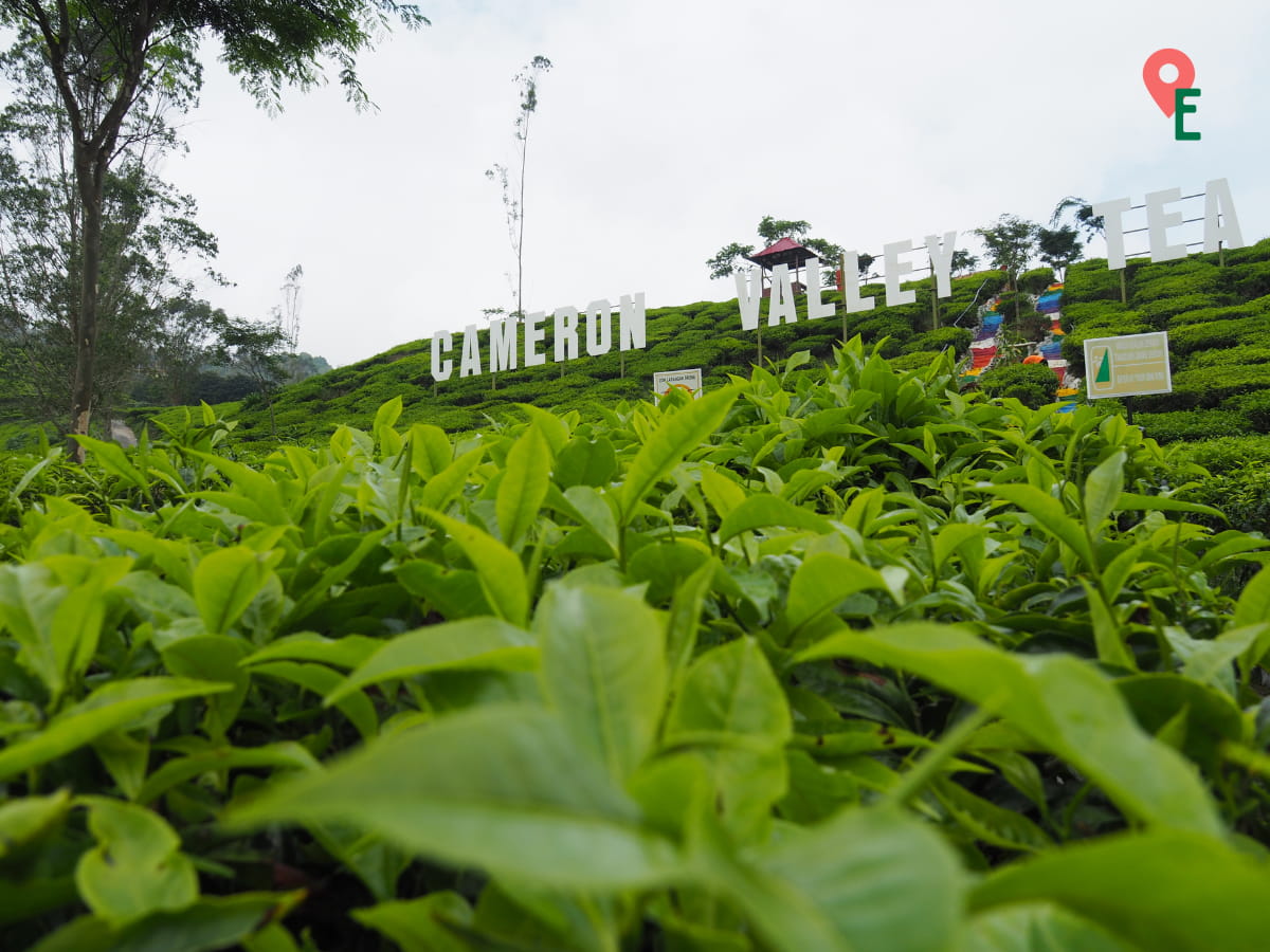 Cameron Valley Tea Signage At Kuala Terla Tea Plantation