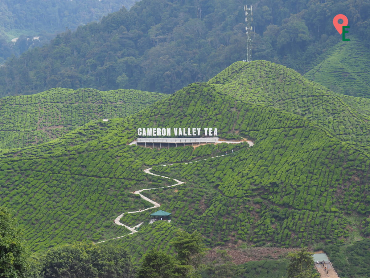 Cameron Valley Tea Signage Seen From Cameron Valley Tea House 2