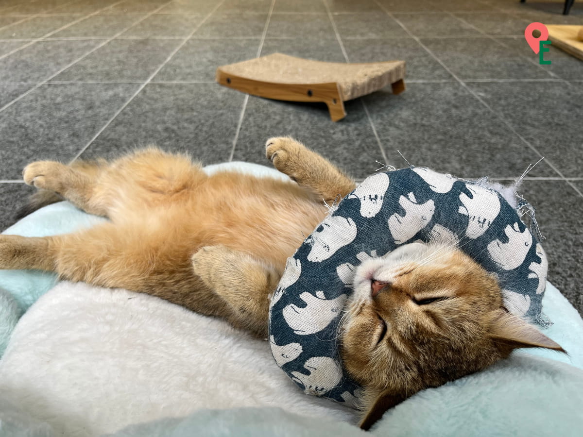 Cat Napping On A Cat Bed At Agro Market