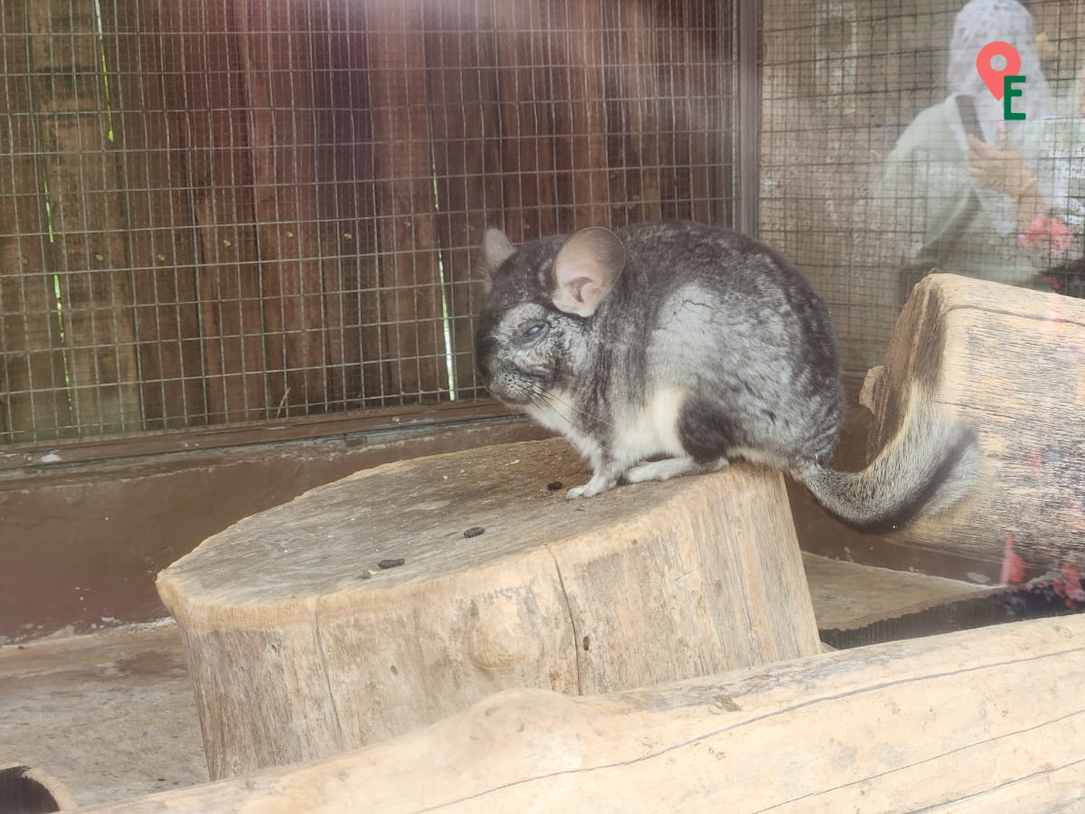 Chinchilla At ZooMania Butterfly Farm