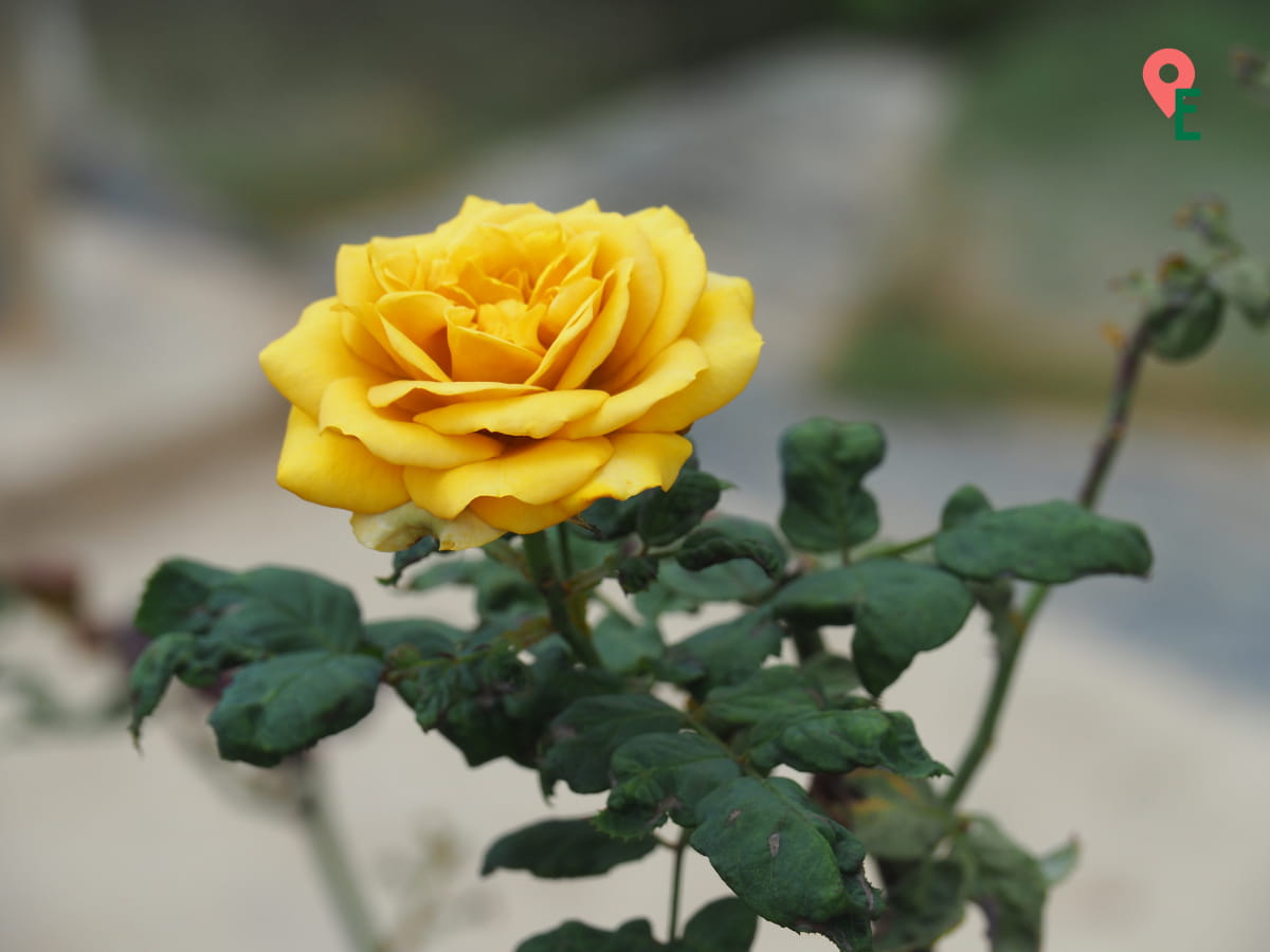 Close Up Of A Yellow Rose In Agro Technology Park MARDI Cameron Highlands