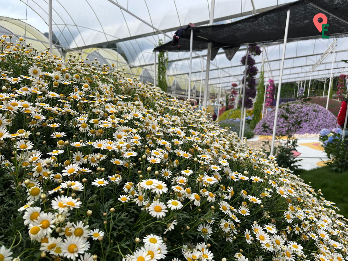 Close Up Of Daisies At Agro Market