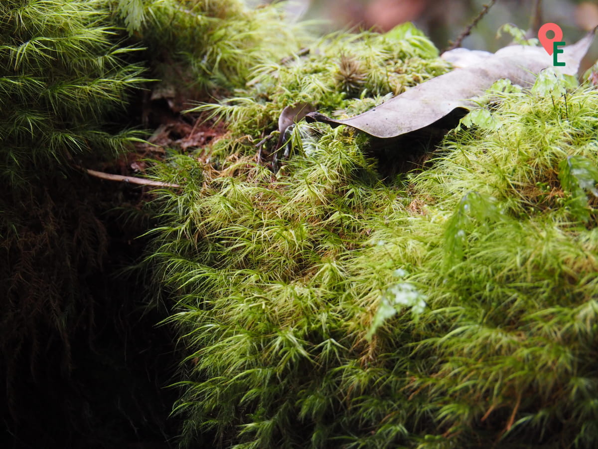 Close Up Of Lichen At Coral Hill