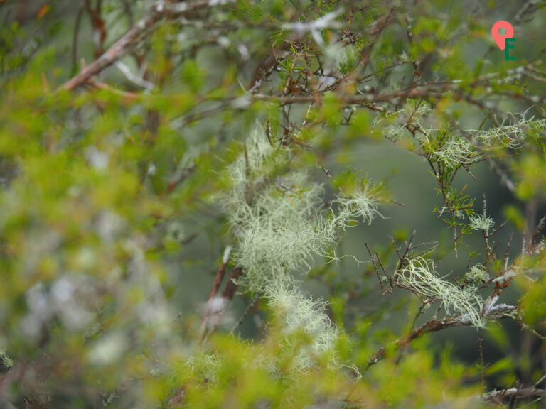 Close Up Of Light Green Lichen At The Top Of Coral Hill