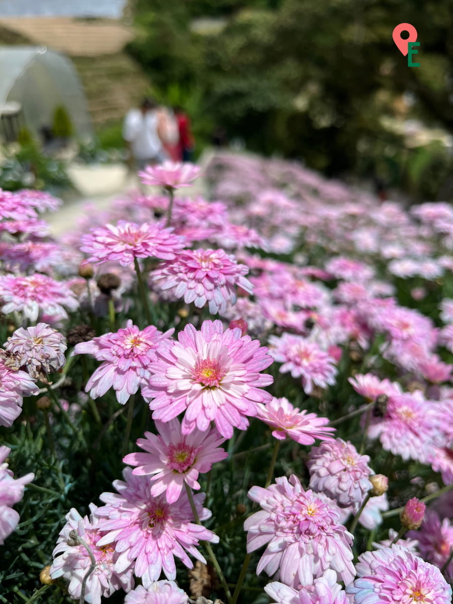 Close Up Of Pink Flowers At CH Flora Park