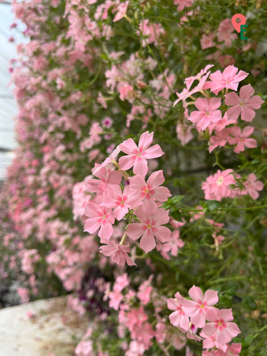 Close Up Of Pink Flowers At Cameron Highlands Flora Park