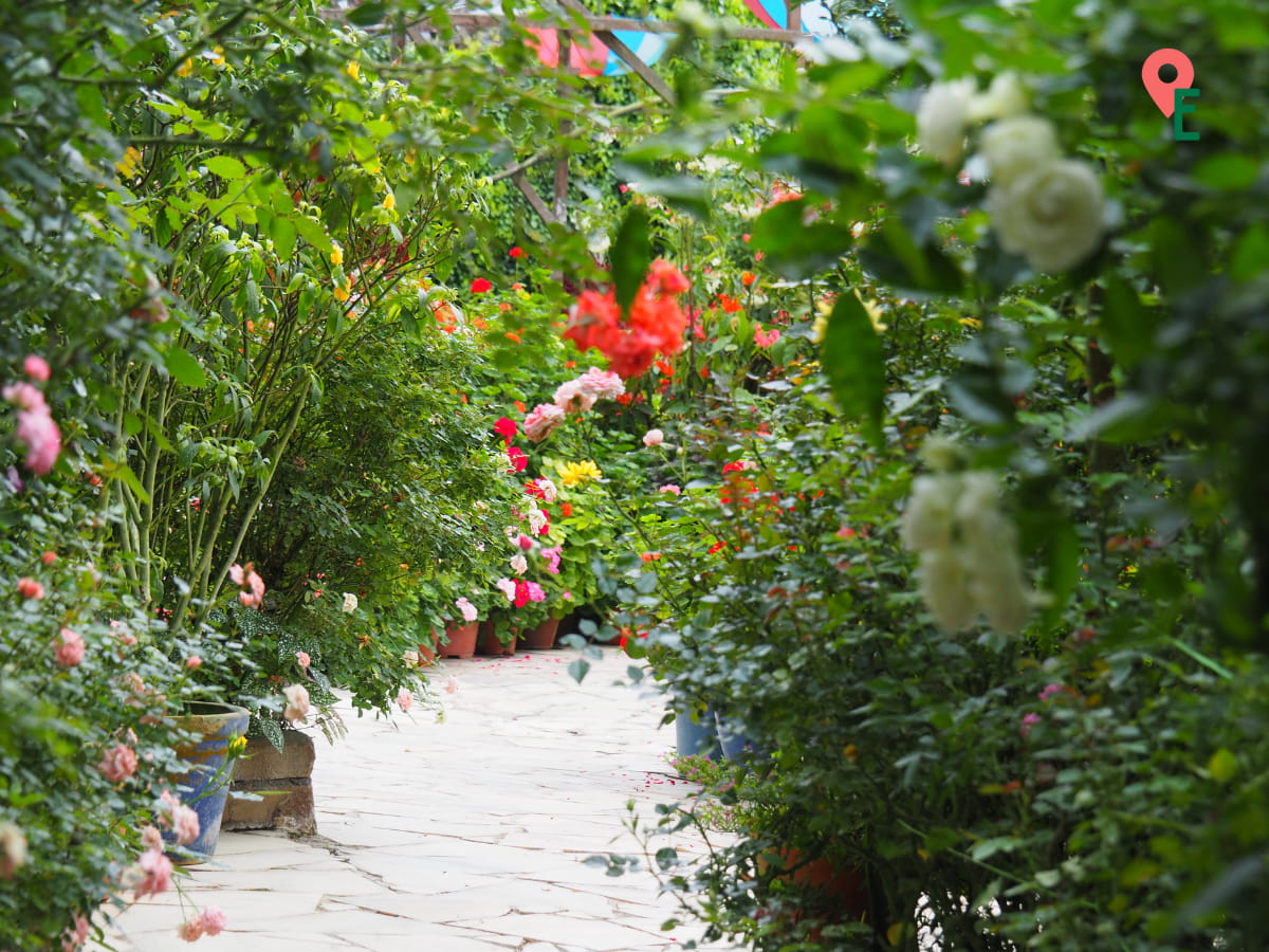 Different Colored Roses At Rose Valley