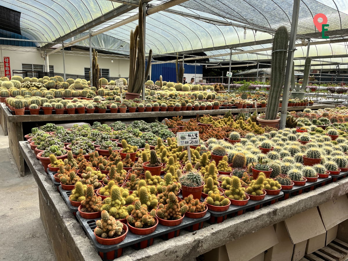 Different Species Of Cacti At Cactus Point