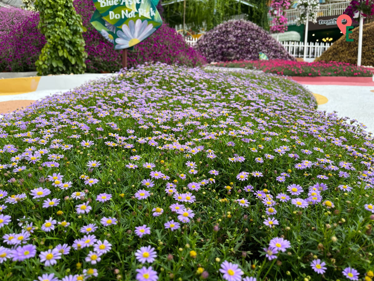 Flower Bushes At Agro Market