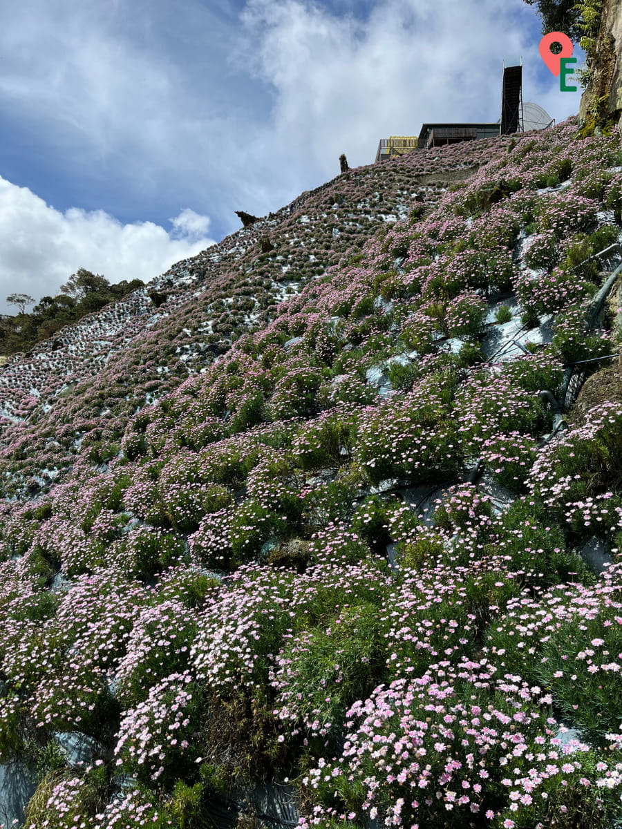 Flower Studded Hill At Cameron Highlands Flora Park