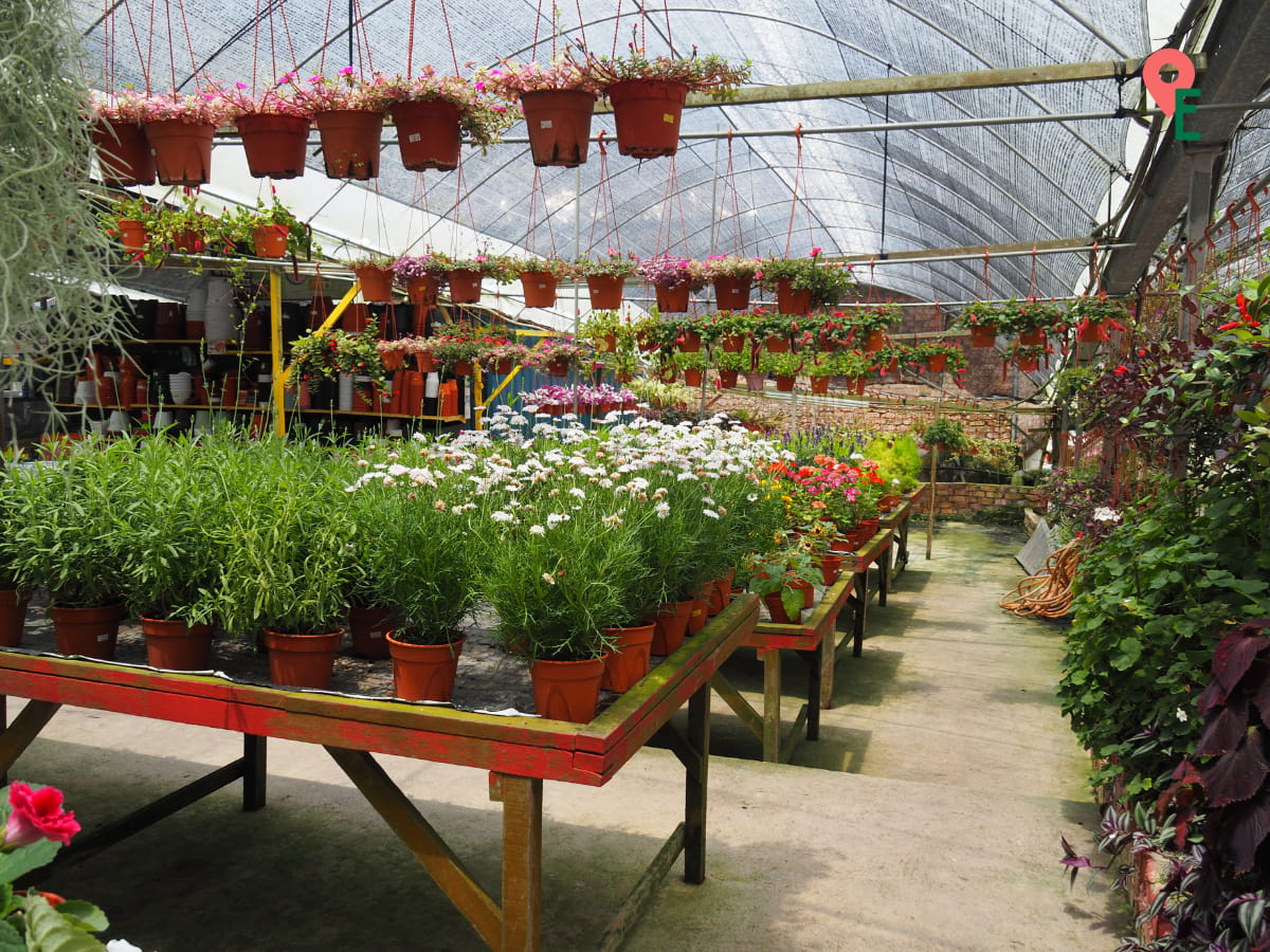 Flowers For Sale At Big Red Strawberry Farm