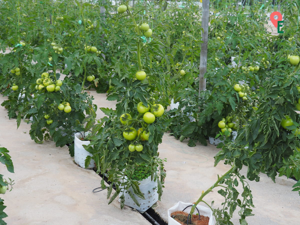 Green Tomatoes At Agro Technology Park MARDI Cameron Highlands