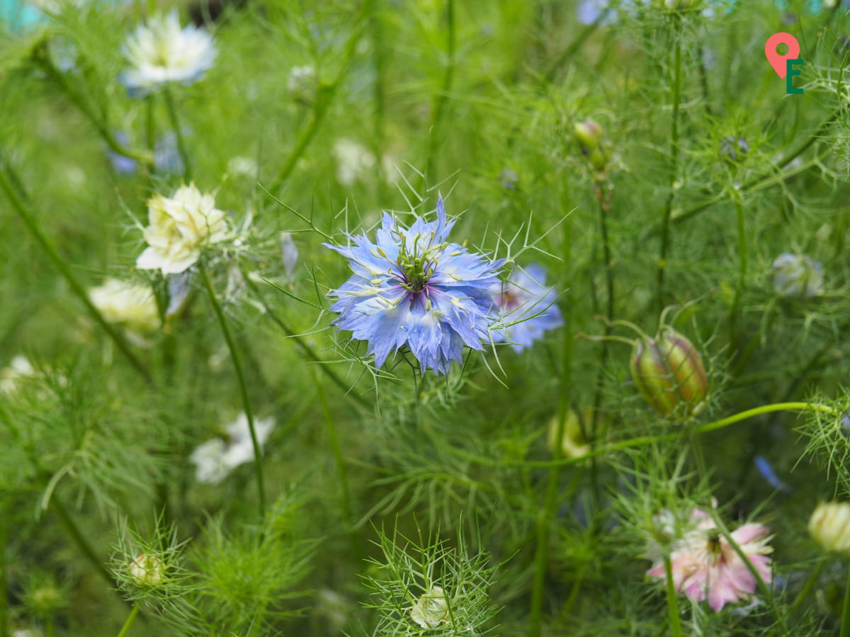 Interesting Flowers At Ee Feng Gu Bee Farm