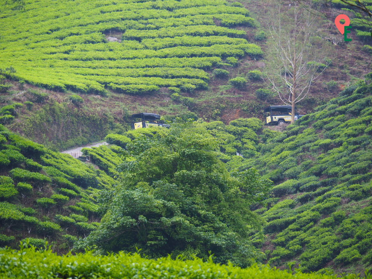 Jeeps Taking Visitors To The Top Of Kuala Terla Plantation