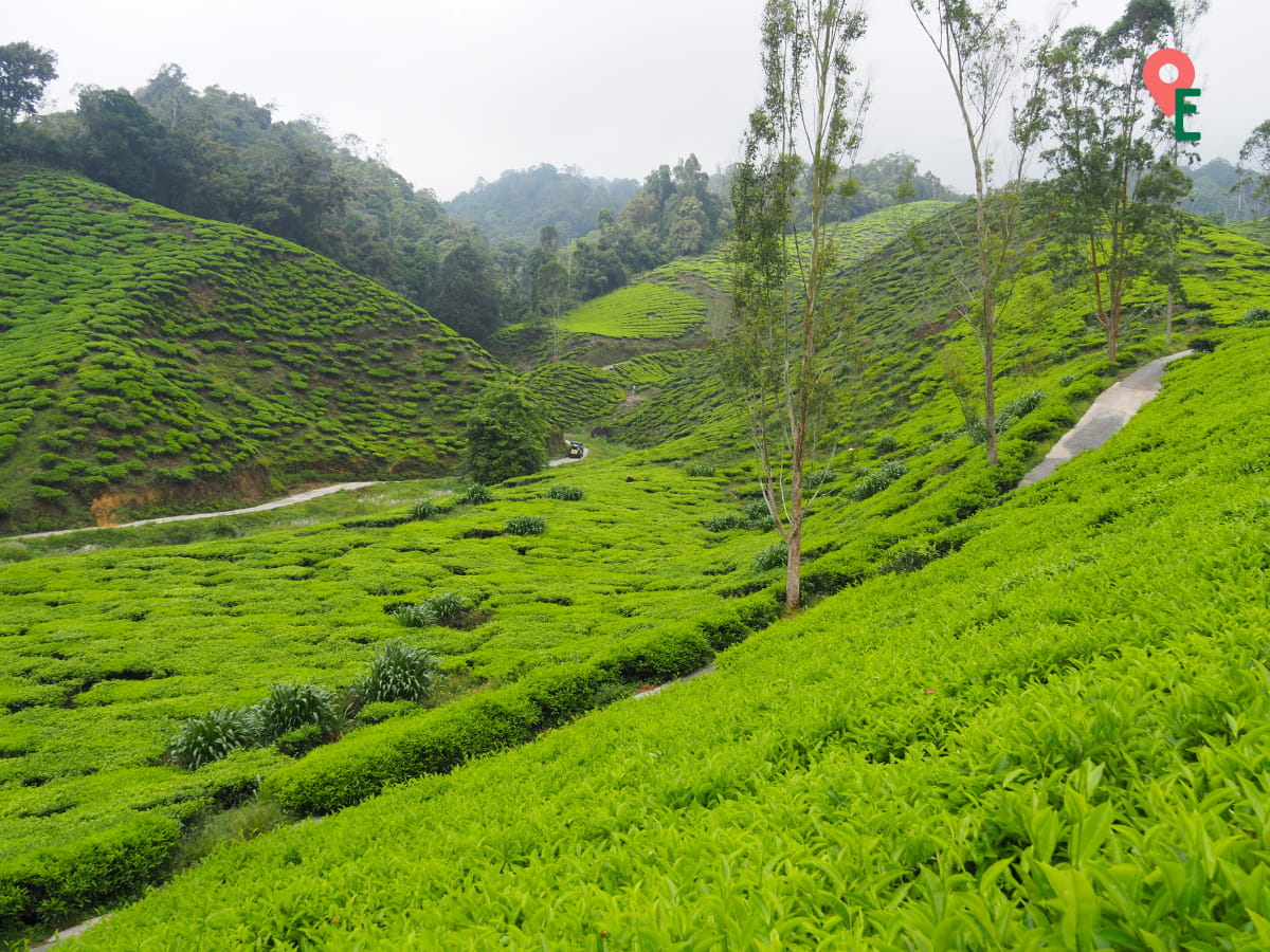 Kuala Terla Plantation