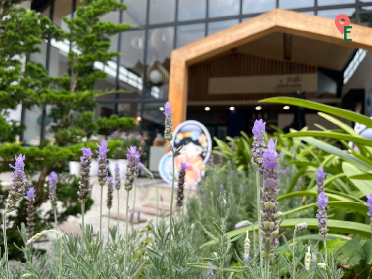 Lavender Bush Outside The Japanese Cafe At Green View Garden