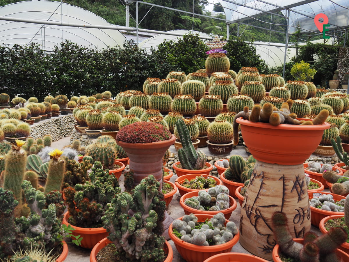 Main Cactus Display At Cactus Valley