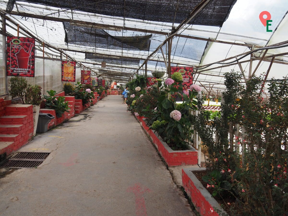 Main Walkway At Big Red Strawberry Farm