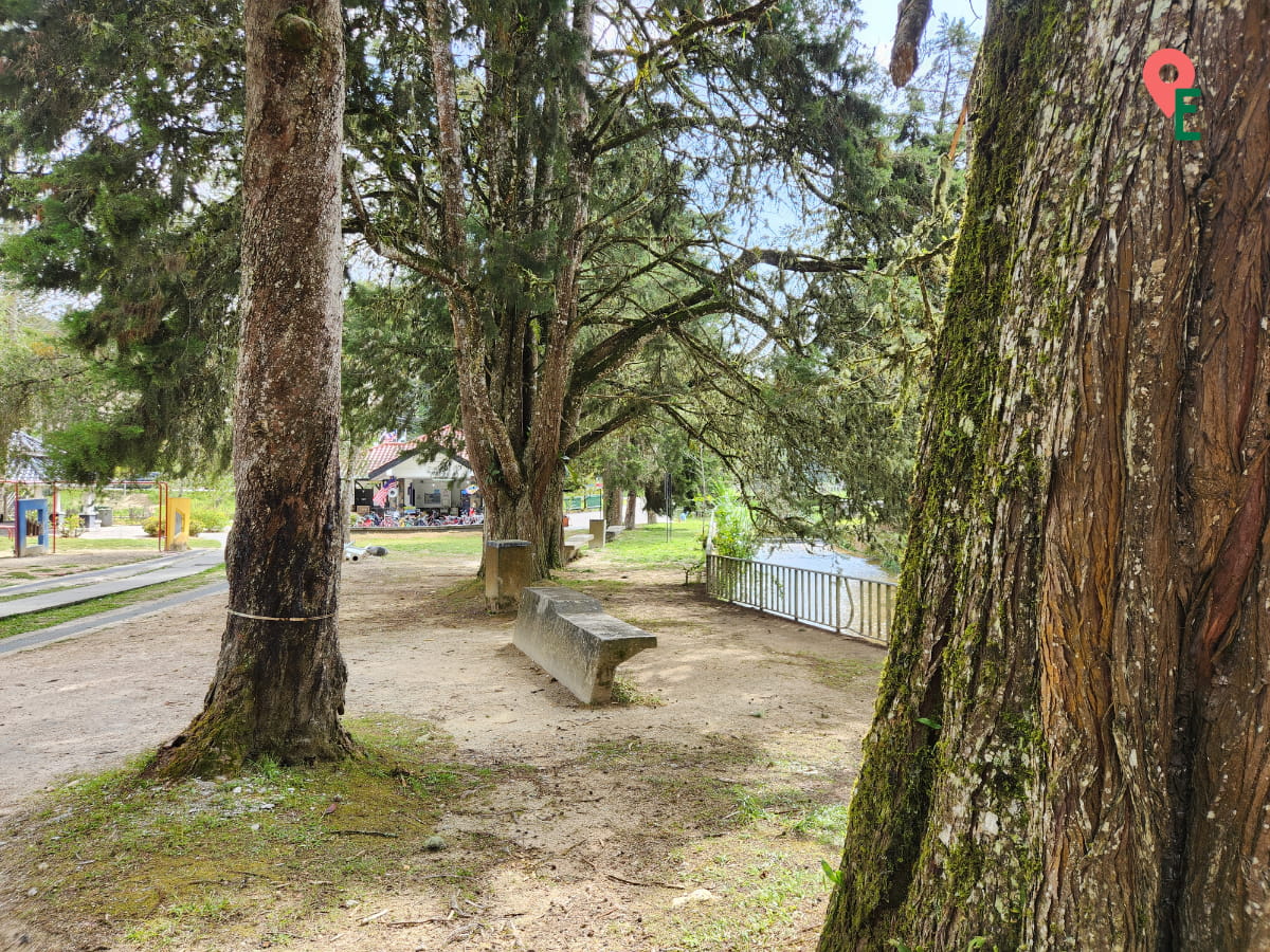 Mature Trees And Benches At Tanah Rata Coronation Park