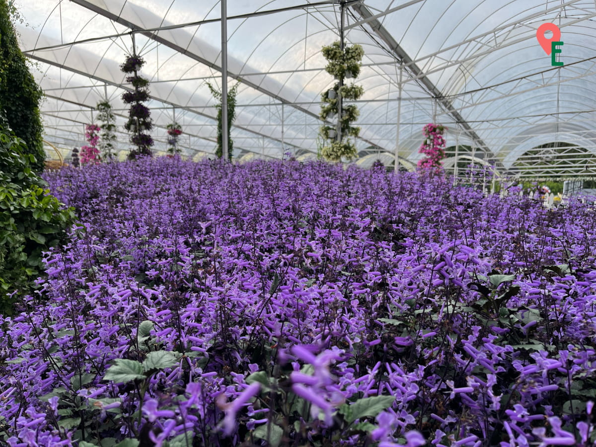 Mona Lavender At Agro Market