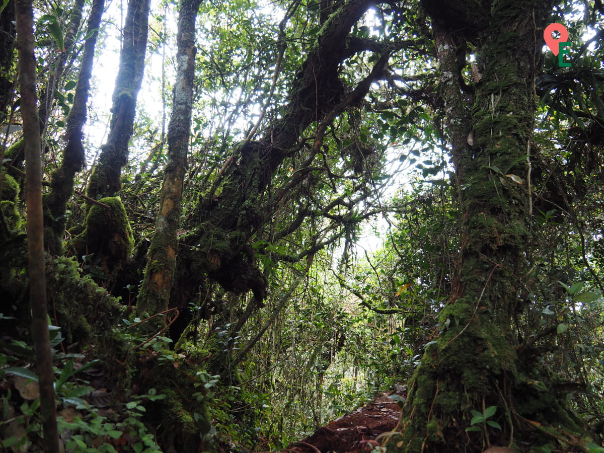 Moss Covered Trunks At The Coral Hill Trail