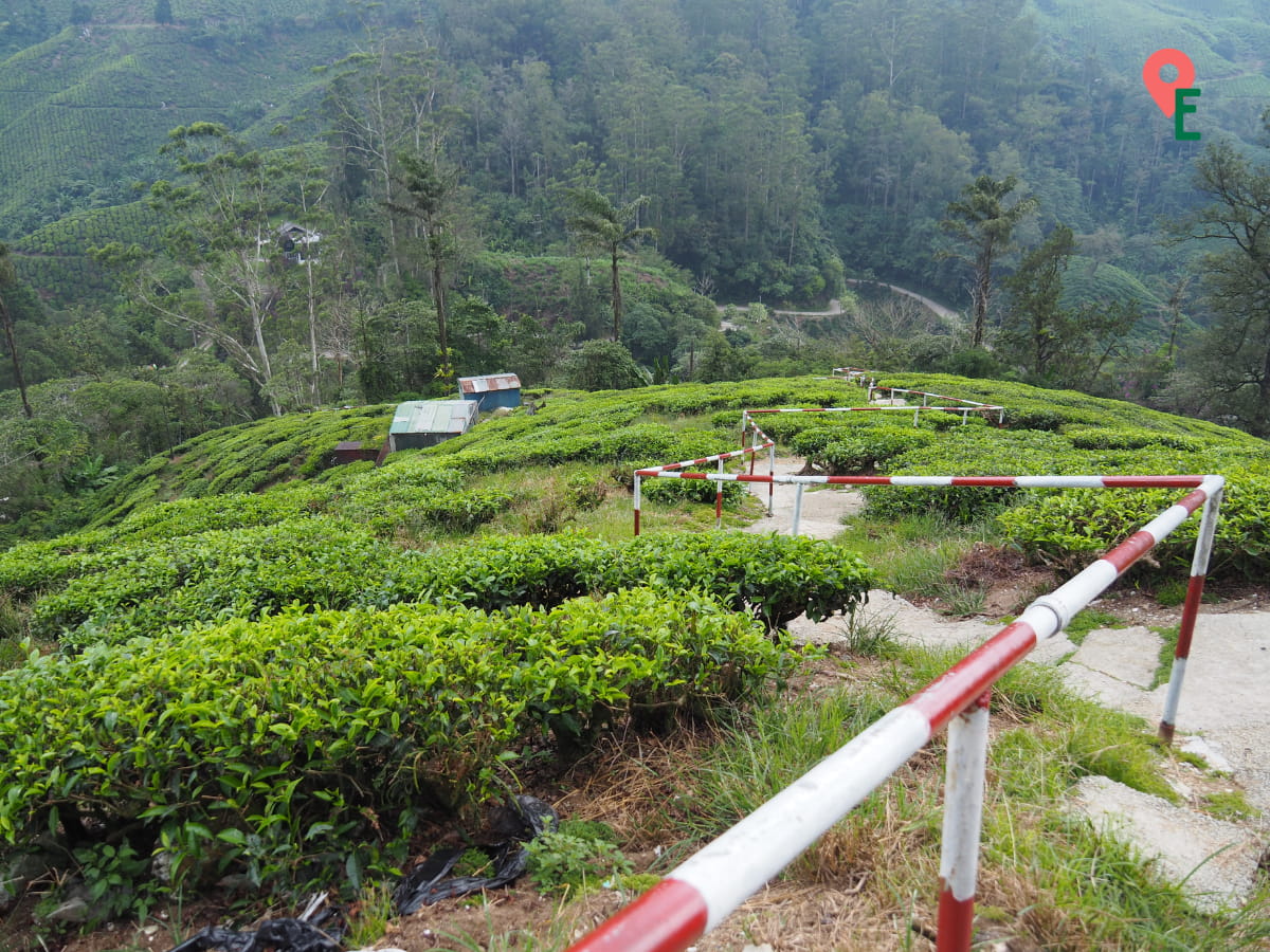 On The Climb Up The Hill That Overlooks BOH Habu Tea Plantation