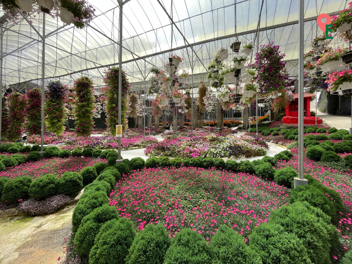 Petunia Garden At Cameron Highlands Flora Park