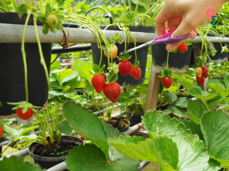 Picking Our Own Strawberries At Ladang Soon Cheong