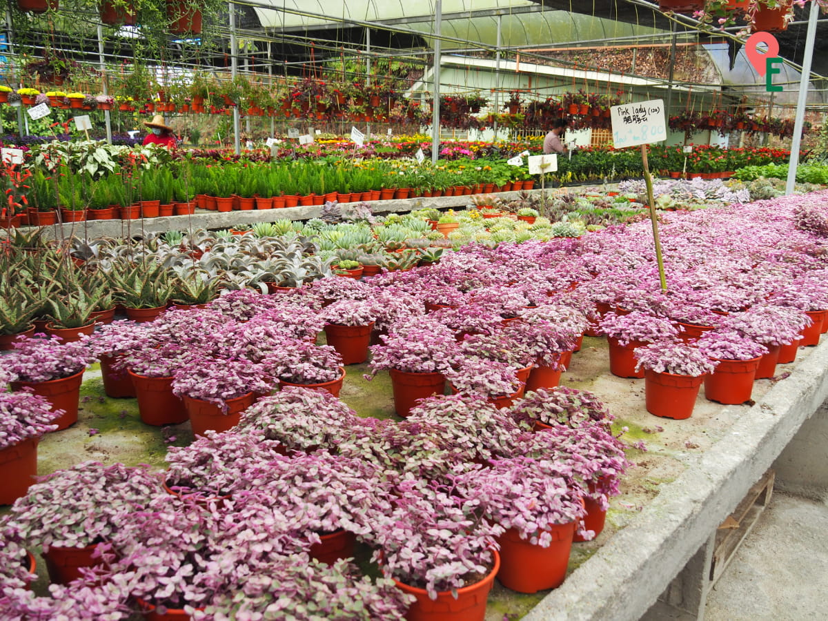 Pink Lady Plants For Sale At Cactus Point