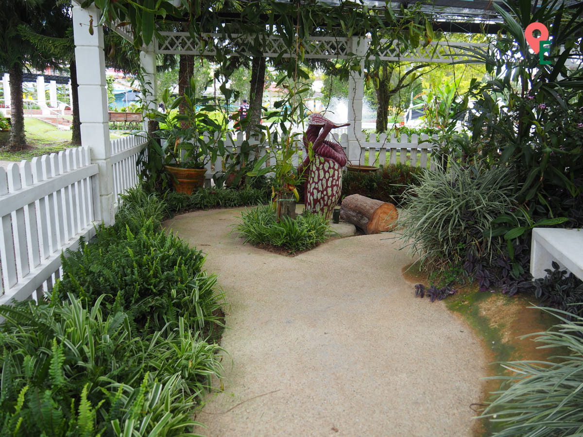 Pitcher Plant Garden At Agro Technology Park MARDI Cameron Highlands