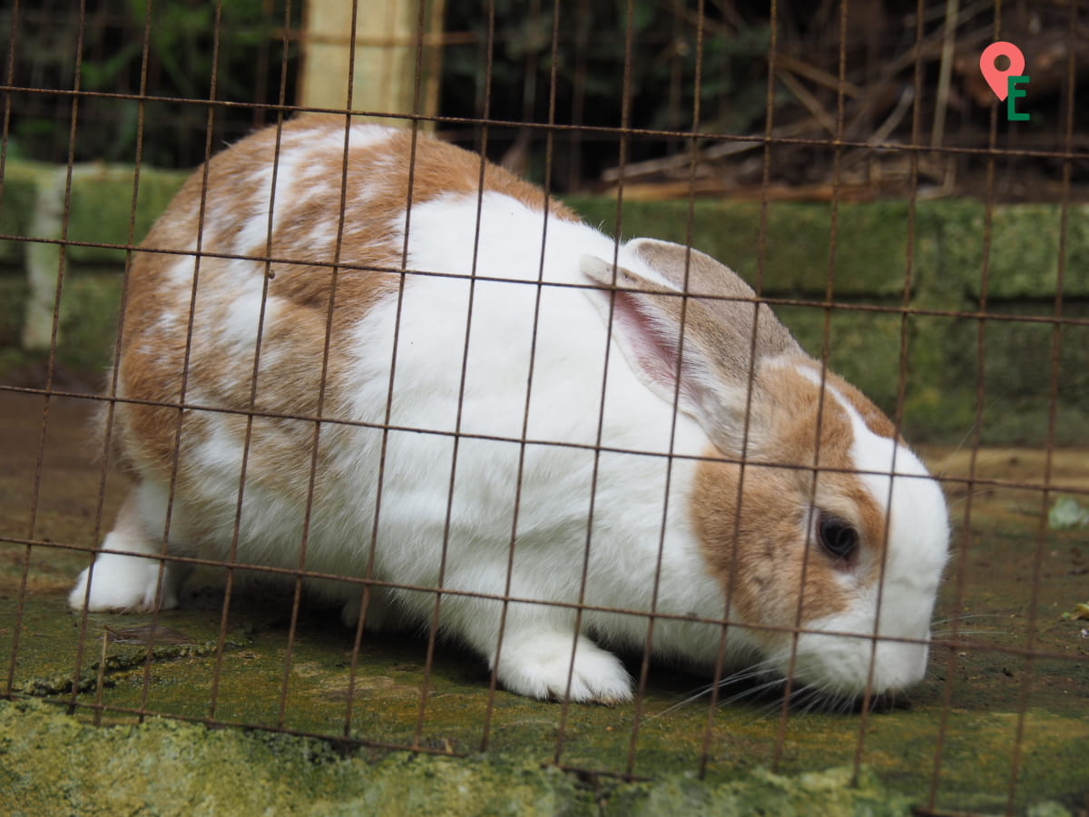 Rabbit In Its Hutch At Ee Feng Gu Bee Farm