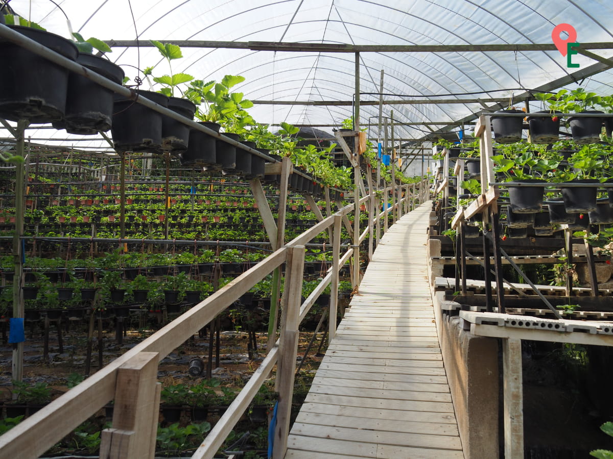 Raised Boardwalk At Royal Berry Strawberry Park & Café