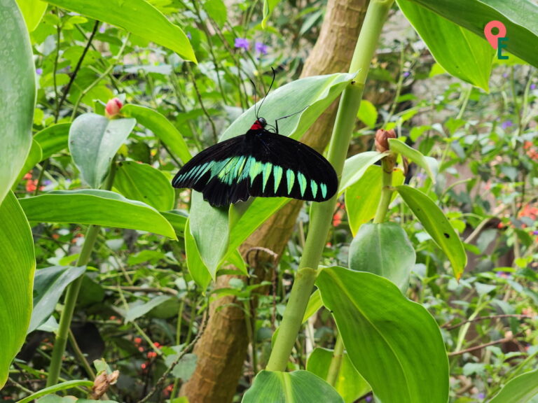 Raja Brooke Butterfly At ZooMania Butterfly Farm