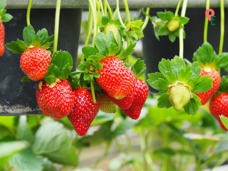 Ripe Strawberries At Ladang Soon Cheong