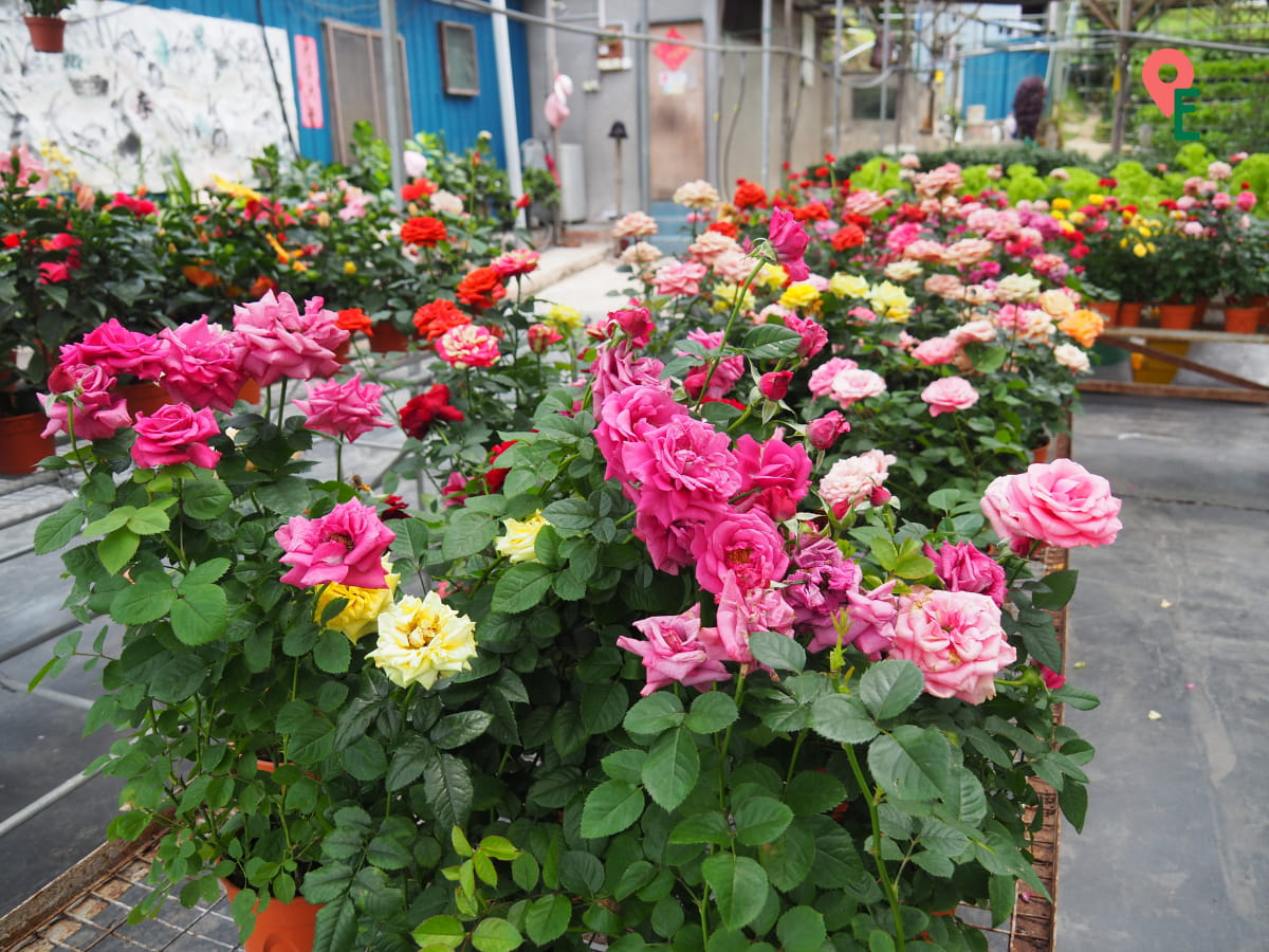 Roses For Sale At Ladang Soon Cheong