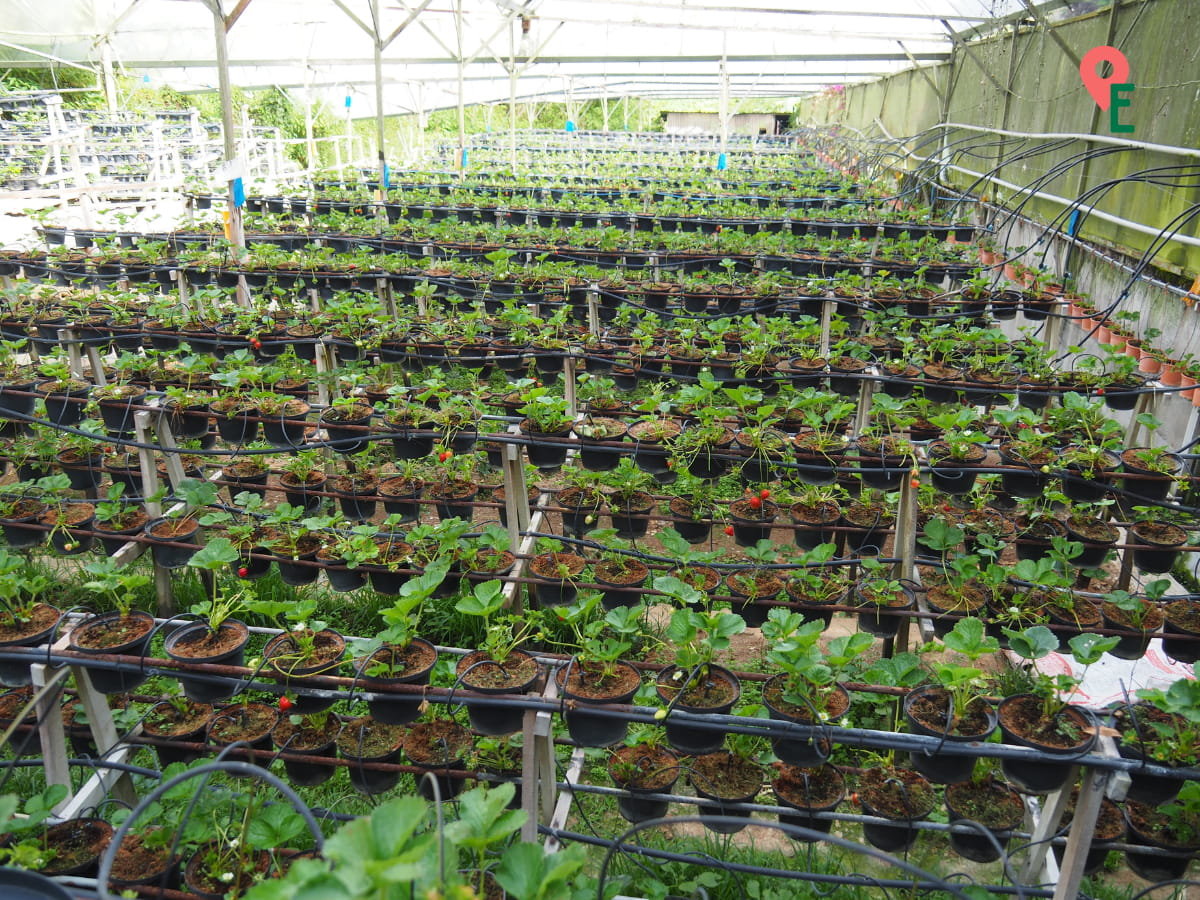 Rows Of Potted Strawberry Plants At Royal Berry Strawberry Park & Café