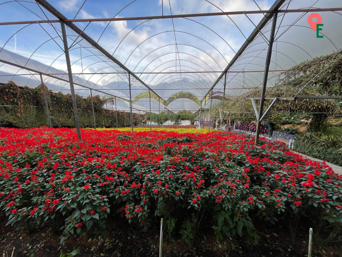 Rows Of Red And Yellow Flowers At Cameron Lavender Garden