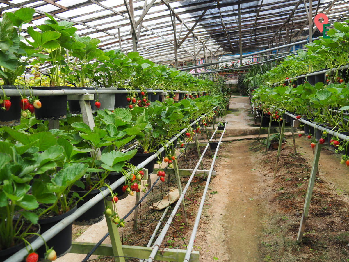 Rows Of Strawberries At Ladang Soon Cheong