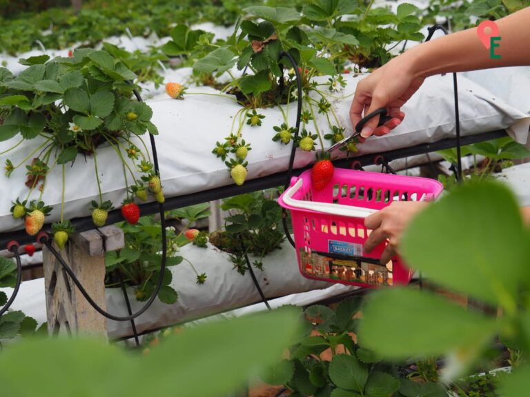 Self Pick Strawberries At Raju's Hill Strawberry Farm